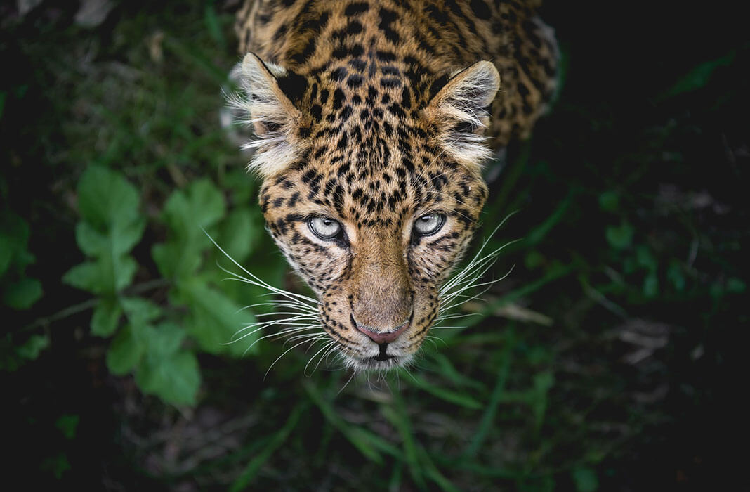 Get inside the hidden world of the mysterious jaguar